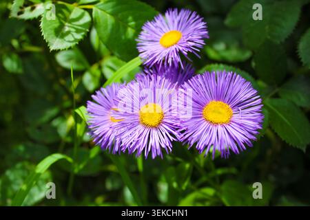 Leuchtend violette Blüten wie Gänseblümchen mit hellgelben Zentren, die im Freien vor einem Hintergrund von üppig grünem Laub bei Tageslicht blühen. Stockfoto
