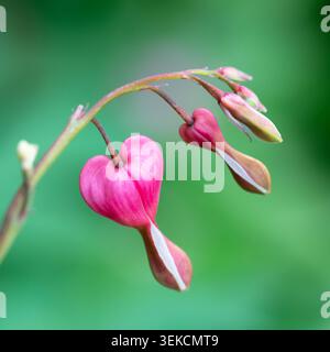 Nahaufnahme der schönen Blüten des blutenden Herzens der Zierpflanze Lamprocapnos spectabilis Stockfoto