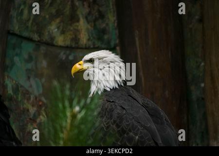 Detailliertes Tierporträt eines Weißkopfadlers mit weißem Kopf, dunklen Federn und wachsamen Blicken, das Stärke, Freiheit und Erhaltung symbolisiert. Stockfoto