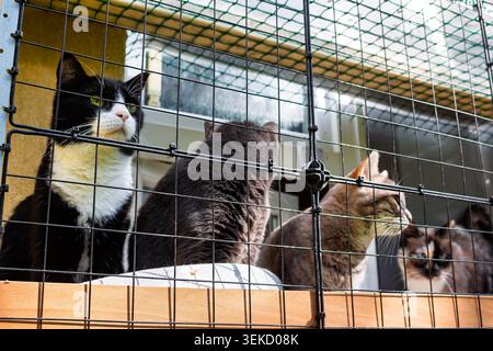 Gruppe niedlicher Katzen, die auf einem sicheren Balkon sitzen, beobachten die Umgebung hinter dem Zaun aus Metallgewebe, während sie die frische Luft genießen Stockfoto