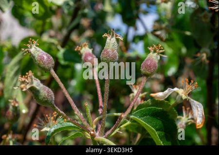 Junge Apfelfrüchte auf Obstbaumbaum, entwickeln Äpfel mit verschrumpelten Blütenresten, grüne Blätter und unbeleuchteter Gartenhintergrund aus nächster Nähe Stockfoto