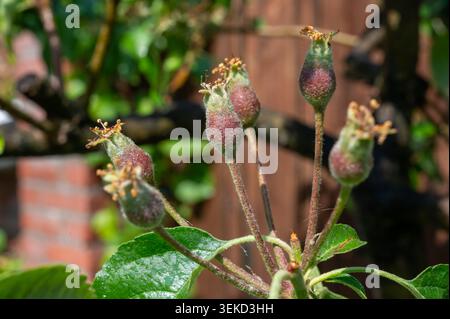 Junge Apfelfrüchte auf Obstbaumbaum, entwickeln Äpfel mit verschrumpelten Blütenresten, grüne Blätter und unbeleuchteter Gartenhintergrund aus nächster Nähe Stockfoto