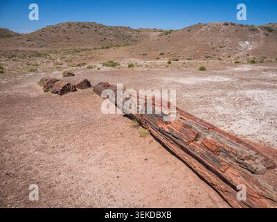 Versteinertes Holz im Jasper Forest-Abschnitt des Petrified Forest National Park in Arizona USA Stockfoto