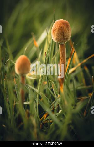 Intimes Makrofoto, das zwei kleine wilde Pilze mit weichen, abgerundeten Kappen und feinen Stielen einfängt, die natürlich aus dichtem Grün hervortreten Stockfoto
