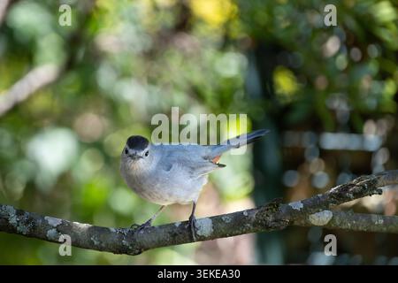 Der graue Katzenvogel (Dumetella carolinensis) hockt auf Baumästen Stockfoto