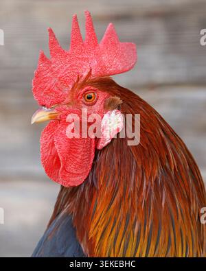 Buntes hellbraunes Tellerhahngesicht mit hellrotem Kamm und Watteln, Nahaufnahme Stockfoto