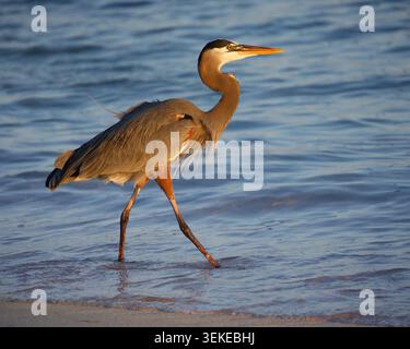 Großer blauer Reiher, der im flachen Wasser weht, während er auf einer karibischen Insel nach Beute sucht. Little Cayman Island, Cayman Islands. Ardea herodias Stockfoto