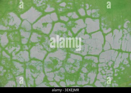 Abstrakte, gerissene grüne Wand-Textur, verwitterte abblätternde Putzoberfläche, gealterter Zementhintergrund mit organischen Adermustern für Design und Architektur Stockfoto