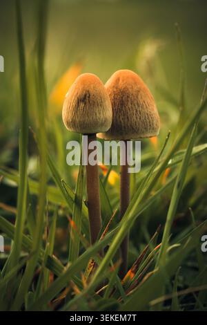 Atemberaubendes intimes Makrofoto mit zwei kleinen wilden Pilzen, die nebeneinander wachsen, in perfekter Symmetrie zwischen grünen und goldenen Grashalmen Stockfoto