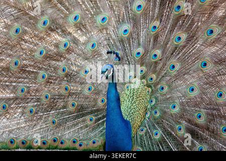 Peacock verbreitet stolz seine schillernden Schwanzfedern und zeigt wunderschöne Augenopfmuster Stockfoto