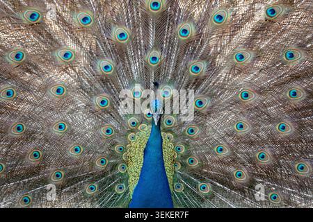 Peacock zeigt stolz seine schillernden Schwanzfedern im vollen Blick Stockfoto