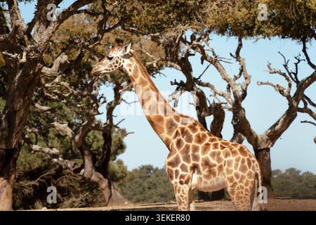 Giraffe steht hoch zwischen kargen Bäumen unter einem klaren blauen Himmel in der Wildnis Stockfoto