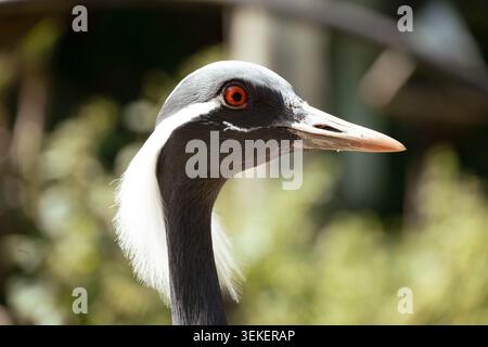 Demiselle Krankopf und Hals im Profil mit markantem rotem Auge und schwarz-weißem Gefieder Stockfoto
