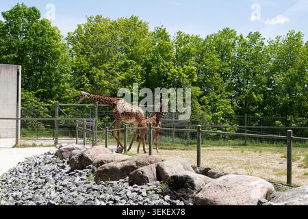 Zwei Giraffen, die in einem Zoo im Freien laufen Stockfoto