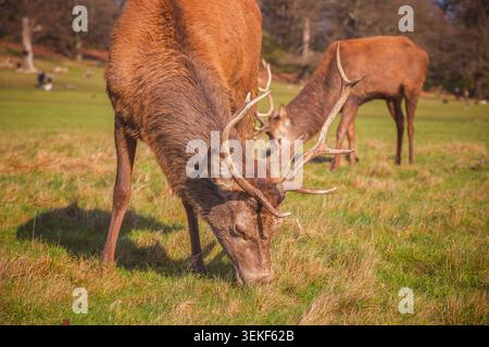 Rotwild im Richmond Park, London, während der Herbstsaison Stockfoto