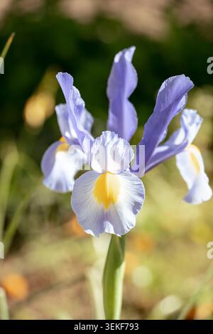 Violette Irisblume mit gelben Details, die in sanftem Gartenlicht blühen Stockfoto