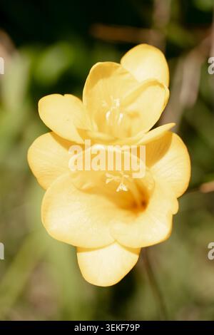Gelbe Freesie-Blüten blühen mit weichem grünem Hintergrund und natürlichem Sonnenlicht Stockfoto