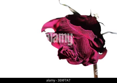 Nahaufnahme einer verwelkten roten Rose (rosa chinensis) mit dramatischer Beleuchtung auf weißem Hintergrund. Konzept: Gebrochenes Herz, romantische Ablehnung, gebrochenes Herz Stockfoto