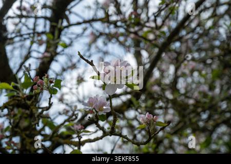 Zarte Apfelblüten blühen im Frühjahr auf Obstbaumzweigen, mit zarten rosa und weißen Blütenblättern vor natürlichem Hintergrund Stockfoto