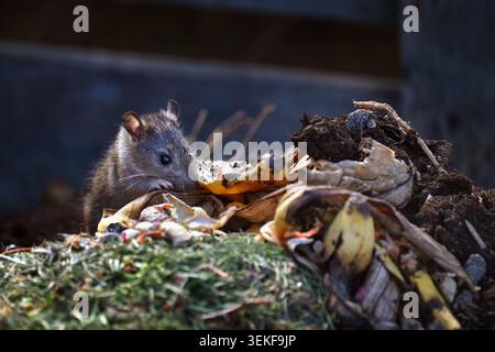Nahaufnahme von braunen Ratten, die Futterreste auf Bio-Komposthaufen im Freien fressen und fressen Stockfoto