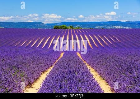 Provence, Frankreich. Lavendel Felder auf der Hochebene von Valensole. Stockfoto