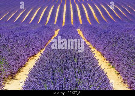Provence, Frankreich. Lavendel Felder auf der Hochebene von Valensole. Stockfoto