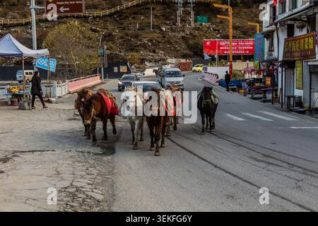 SIGUNIANGSHAN, CHINA - 2. NOVEMBER 2019: Pferdewanderung in Siguniangshan in der Provinz Sichuan, China Stockfoto
