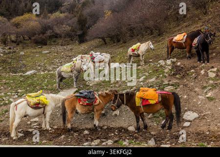 SIGUNIANGSHAN, CHINA - 4. NOVEMBER 2019: Pferde im Changping-Tal in der Nähe des Siguniang-Berges in der Provinz Sichuan, China Stockfoto