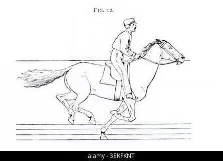 Pferde- und Reitertrab, die Biomechanik der Pferdebewegung anhand eines präzisen Liniendiagramms darstellen, das aus einer historischen wissenschaftlichen Studie zur Fortbewegung von Tieren stammt. Das Pferd in Bewegung, wie es durch sofortige Fotografie gezeigt wird, mit einer Studie über Tiermechanik, die auf Anatomie und Enthüllungen der Kamera basiert, in der die Theorie der Quadrupedal-Fortbewegung von Jacob Davis Babcock Stillman, 1819–1888, gezeigt wird; Eadweard Muybridge, 1830-1904, veröffentlicht 1882 Stockfoto