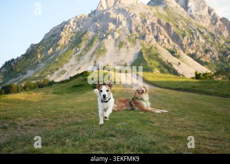Ein kleiner und großer Hund sitzt in Harmonie mit der malerischen Kulisse. Der Rahmen fängt ihre Freundschaft und die friedliche Berglandschaft ein. Stockfoto