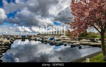 Malerischer Hafenblick mit Andockyachten, stillen Wasserspiegeln und Frühlingsblüten bei bewölktem Wetter Stockfoto