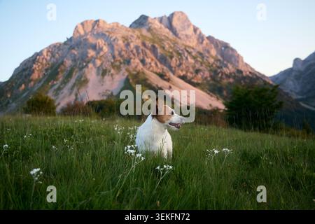 Der Hund sitzt im grünen Gras zwischen weißen Blumen und blickt zur Seite. Majestätische Gipfel erheben sich in der Ferne unter dem schwindenden warmen Tageslicht. Stockfoto