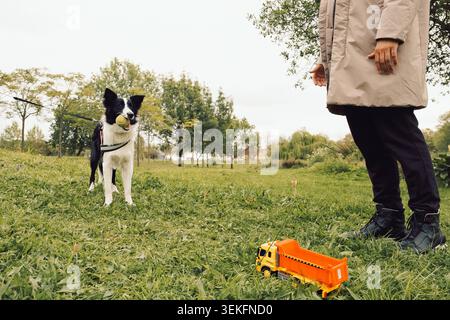 Der Hund spielt mit Ball im Park, während der Besitzer in der Nähe mit einem Spielzeugwagen auf dem Gras zusieht. Der Hund steht im Gras und hält den Ball im Mund. Der Besitzer steht in der Nähe, sieh mal Stockfoto