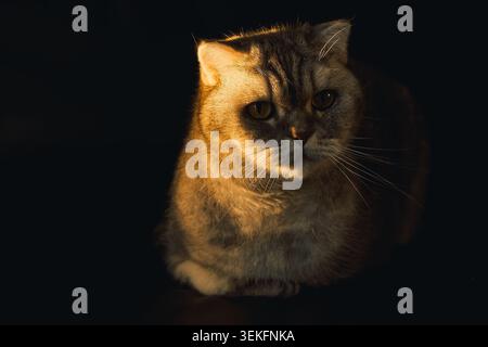 Die Katze sitzt leise in schattigem Licht, mit fokussiertem Blick und Fellstruktur, die gut sichtbar ist. Katze sitzt in schwach beleuchtetem Raum. Licht hebt das Katzenfell hervor und Stockfoto