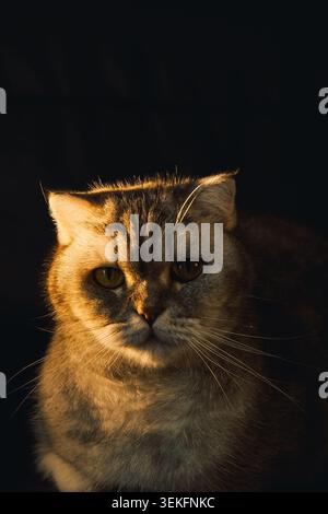 Die Katze sitzt leise in schattigem Licht, mit fokussiertem Blick und Fellstruktur, die gut sichtbar ist. Katze sitzt in schwach beleuchtetem Raum. Licht hebt das Katzenfell hervor und Stockfoto