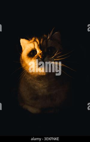 Die Katze sitzt leise in schattigem Licht, mit fokussiertem Blick und Fellstruktur, die gut sichtbar ist. Katze sitzt in schwach beleuchtetem Raum. Licht hebt das Katzenfell hervor und Stockfoto