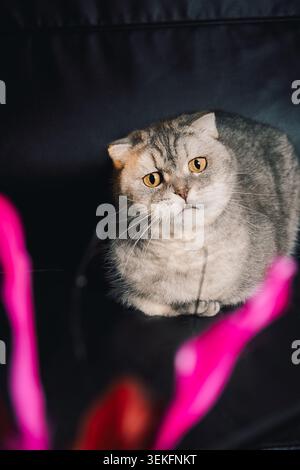 Die Katze sitzt auf einer dunklen Oberfläche mit rosafarbenem Band davor während des Spielens in gemütlicher Umgebung. Graue Katze mit gelben Augen, die in die Kamera schaut Stockfoto