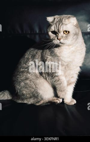 Graue Katze sitzt ruhig auf einer schwarzen Couch im Zimmer mit sanfter Beleuchtung und Schatten am späten Nachmittag. Das Zimmer verfügt über eine sanfte Beleuchtung. Schatten fallen Stockfoto