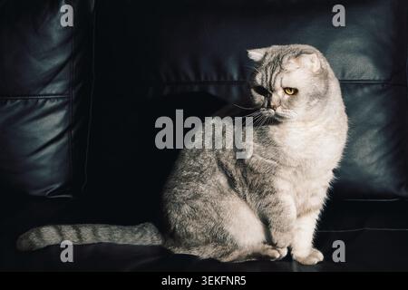 Graue Katze sitzt ruhig auf einer schwarzen Couch im Zimmer mit sanfter Beleuchtung und Schatten am späten Nachmittag. Das Zimmer verfügt über eine sanfte Beleuchtung. Schatten fallen Stockfoto