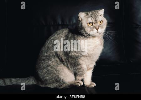 Graue Katze sitzt ruhig auf einer schwarzen Couch im Zimmer mit sanfter Beleuchtung und Schatten am späten Nachmittag. Das Zimmer verfügt über eine sanfte Beleuchtung. Schatten fallen Stockfoto