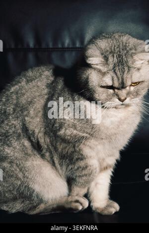 Graue Katze sitzt ruhig auf einer schwarzen Couch im Zimmer mit sanfter Beleuchtung und Schatten am späten Nachmittag. Das Zimmer verfügt über eine sanfte Beleuchtung. Schatten fallen Stockfoto