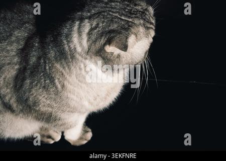 Graue Katze sitzt ruhig auf einer schwarzen Couch im Zimmer mit sanfter Beleuchtung und Schatten am späten Nachmittag. Das Zimmer verfügt über eine sanfte Beleuchtung. Schatten fallen Stockfoto