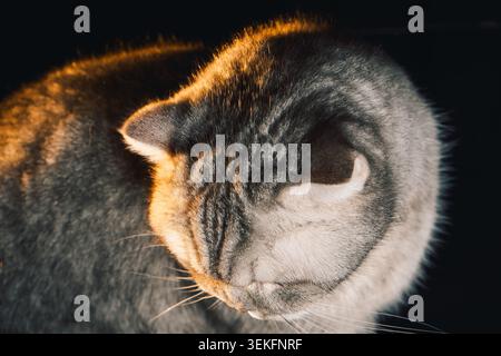 Graue Katze sitzt ruhig auf einer schwarzen Couch im Zimmer mit sanfter Beleuchtung und Schatten am späten Nachmittag. Das Zimmer verfügt über eine sanfte Beleuchtung. Schatten fallen Stockfoto