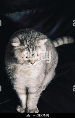 Graue Katze sitzt ruhig auf einer schwarzen Couch im Zimmer mit sanfter Beleuchtung und Schatten am späten Nachmittag. Das Zimmer verfügt über eine sanfte Beleuchtung. Schatten fallen Stockfoto