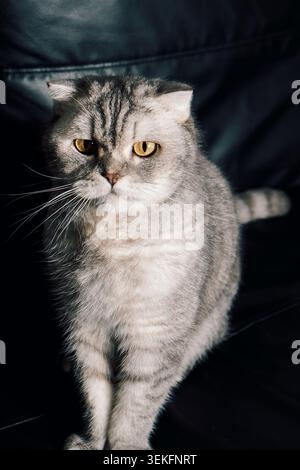 Graue Katze sitzt ruhig auf einer schwarzen Couch im Zimmer mit sanfter Beleuchtung und Schatten am späten Nachmittag. Das Zimmer verfügt über eine sanfte Beleuchtung. Schatten fallen Stockfoto