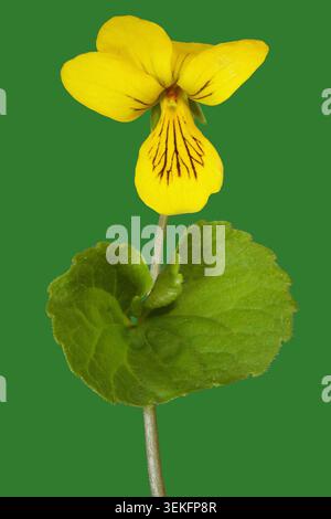 Gelbes Holzviolett, alpines Gelbviolett, Twoflower-Violett (Viola biflora), blühend, vor grünem Hintergrund, Deutschland, Bayern, Murnauer Moos Stockfoto