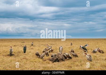 Maraboustorch, Marabou (Leptoptilos crumeniferus), Geier und Maraboustörche, die sich von einem Gnus-Kadaver ernähren, Kenia, Narok County, Masai Mara Nation Stockfoto
