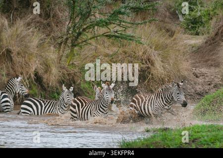 Boehm's Zebra, Grant's Zebra (Equus quagga boehmi, Equus quagga granti), Herde, die ein Wasserloch überquert, Kenia, Narok County, Masai Mara National Park Stockfoto