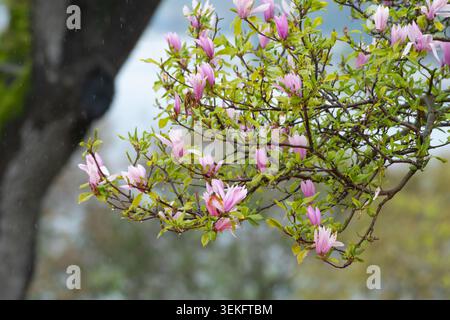 Nahaufnahme der wunderschönen rosafarbenen Magnolia (Magnolia liliiflora) Blüten auf einem Baumzweig, der im Frühling mit sanften Regentropfen bedeckt ist. Stockfoto