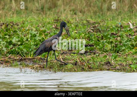 Afrikanischer Steinbruchstorch (Anastomus lamelligerus), der auf dem schlammigen Ufer des Nils watscht, umgeben von üppiger grüner aquatischer Vegetation, zeigt Wil Stockfoto